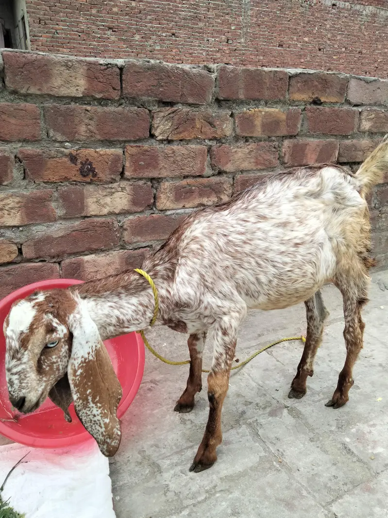 2 makhi chini fimail 3.5 month bht achi nsal 03022137384 — photo 3