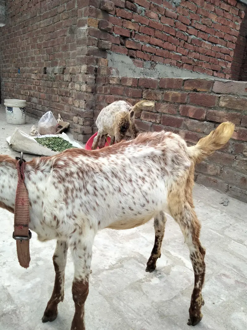 2 makhi chini fimail 3.5 month bht achi nsal 03022137384 — photo 4