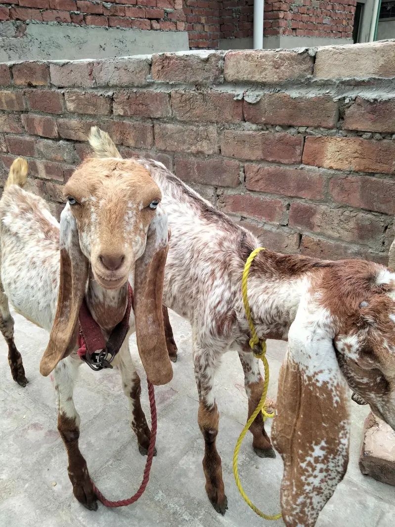 2 makhi chini fimail 3.5 month bht achi nsal 03022137384 — photo 6