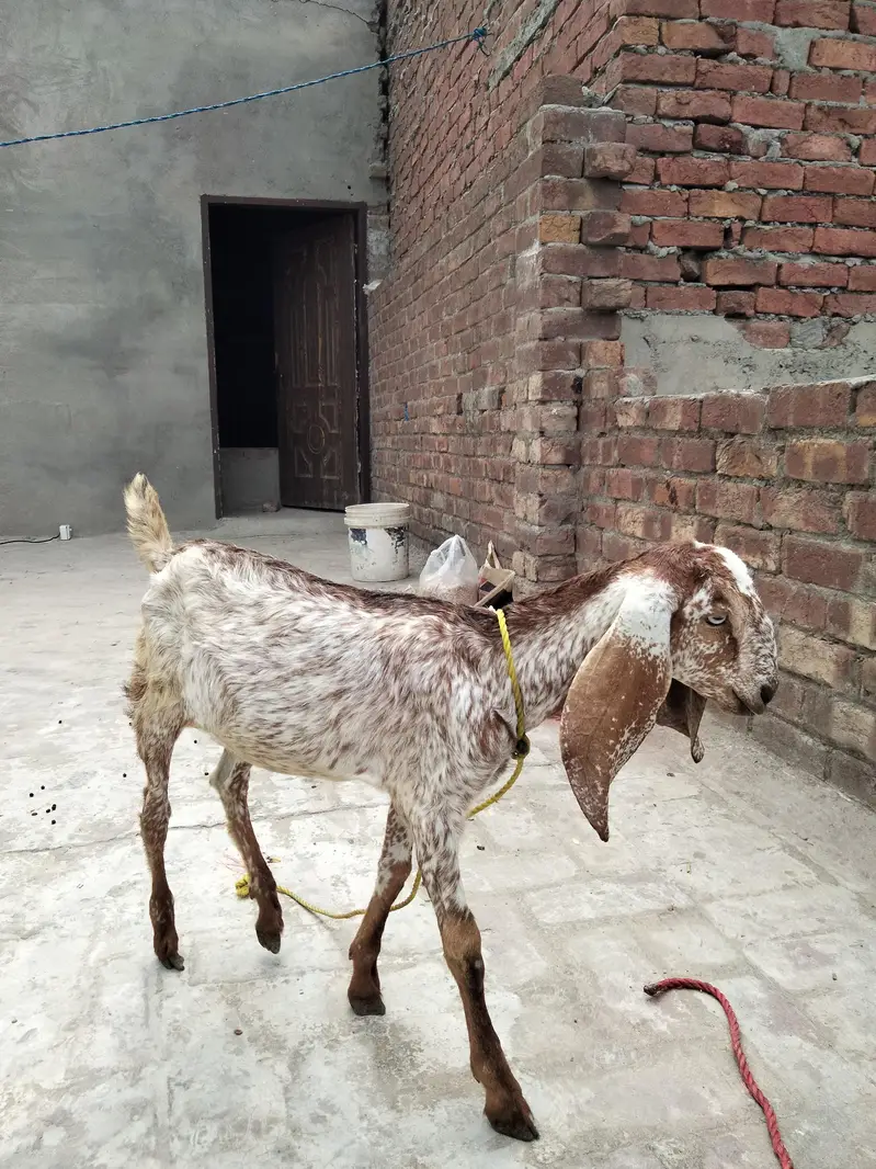 2 makhi chini fimail 3.5 month bht achi nsal 03022137384 — photo 7