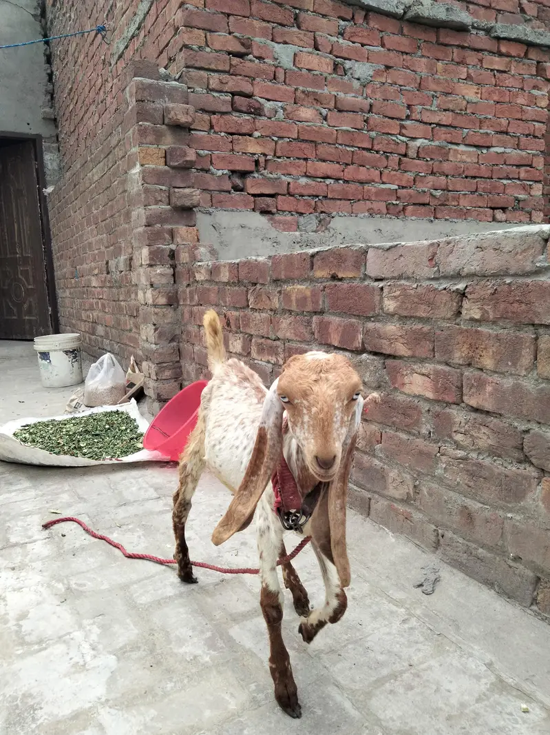 2 makhi chini fimail 3.5 month bht achi nsal 03022137384 — photo 8