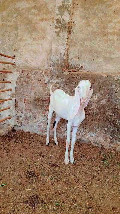 Bakra | Goat | Aqeeqa | 2 Dant | بکرا | Qurbani 2027