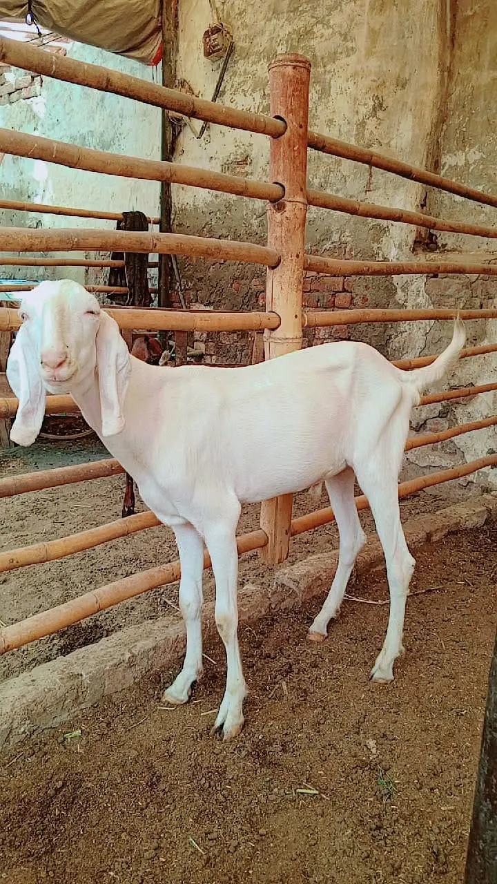 Bakra | Goat | Aqeeqa | 2 Dant | بکرا | Qurbani 2027 — photo 2