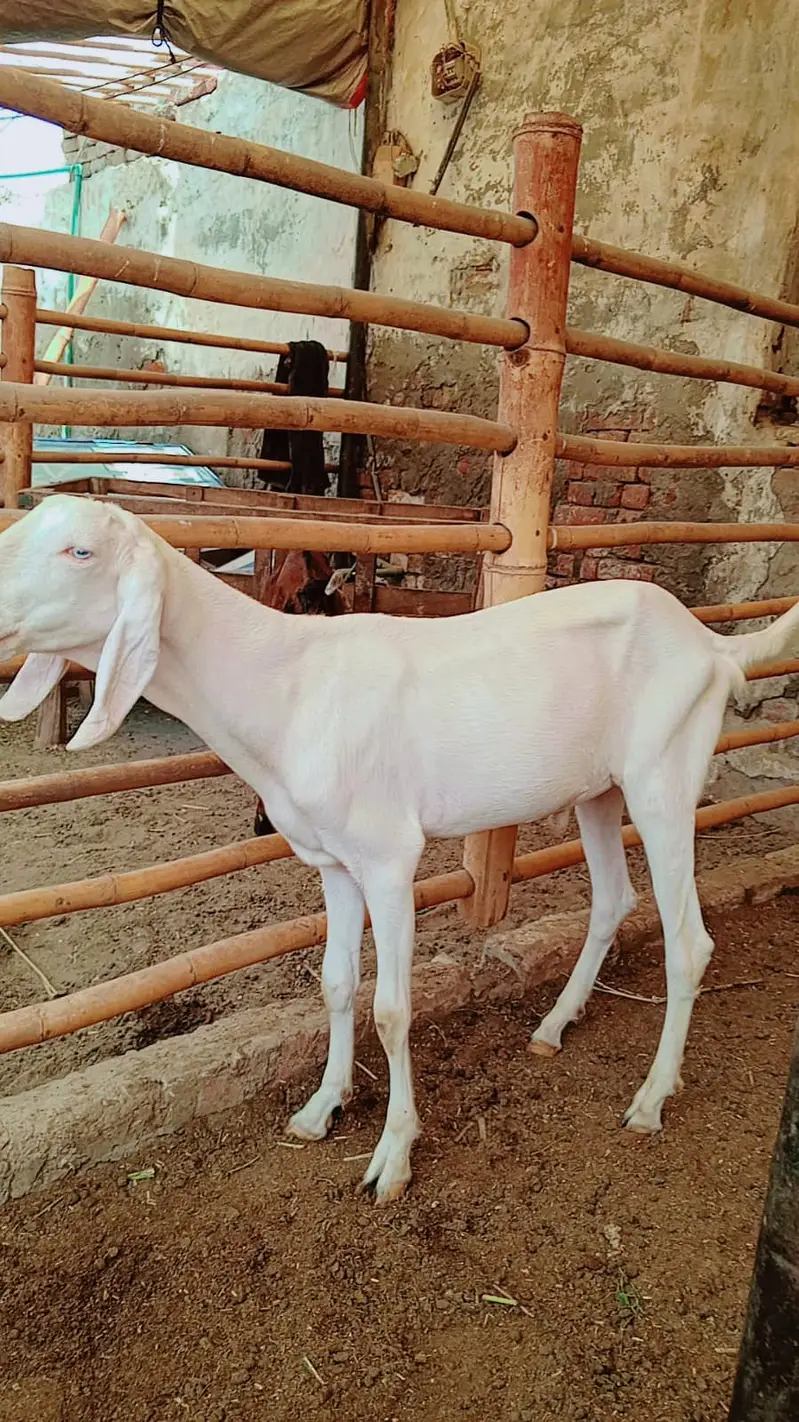 Bakra | Goat | Aqeeqa | 2 Dant | بکرا | Qurbani 2027 — photo 3