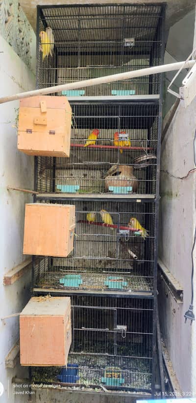 0311-2109608     15 Yellow Red-Eyed Lovebirds with 6ft Cage for Sale