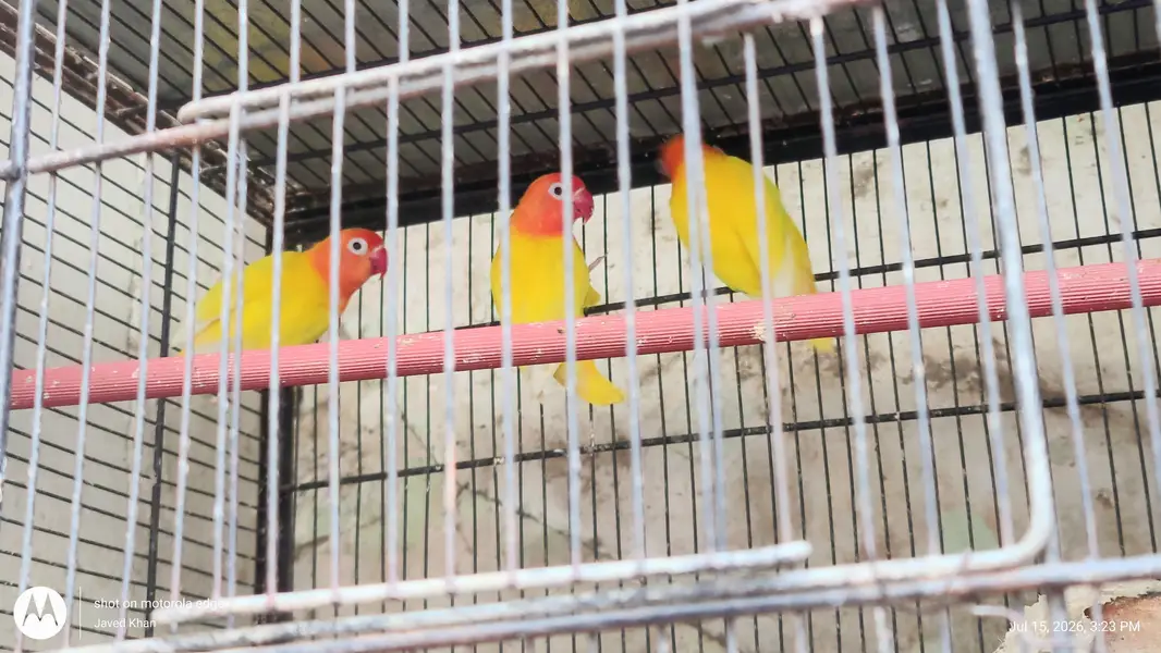 0311-2109608     15 Yellow Red-Eyed Lovebirds with 6ft Cage for Sale — photo 2