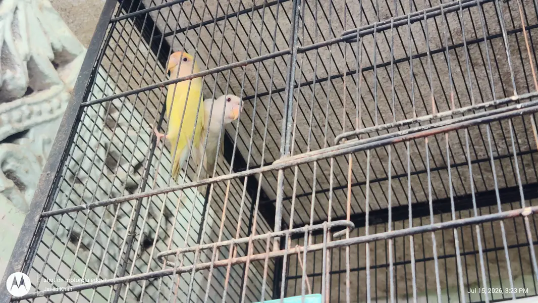 0311-2109608     15 Yellow Red-Eyed Lovebirds with 6ft Cage for Sale — photo 3
