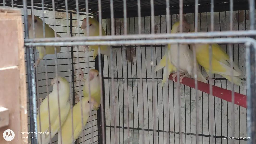 0311-2109608     15 Yellow Red-Eyed Lovebirds with 6ft Cage for Sale — photo 4