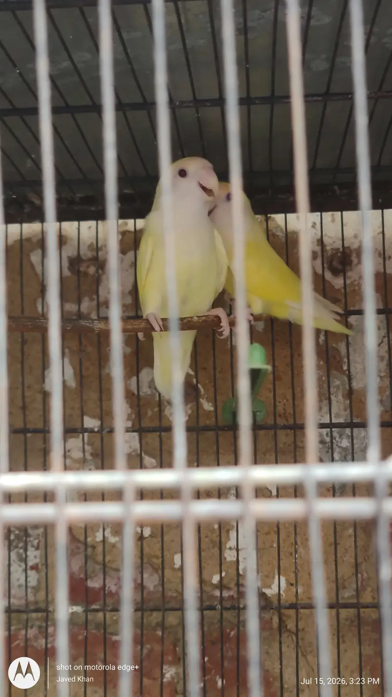 0311-2109608     15 Yellow Red-Eyed Lovebirds with 6ft Cage for Sale — photo 5
