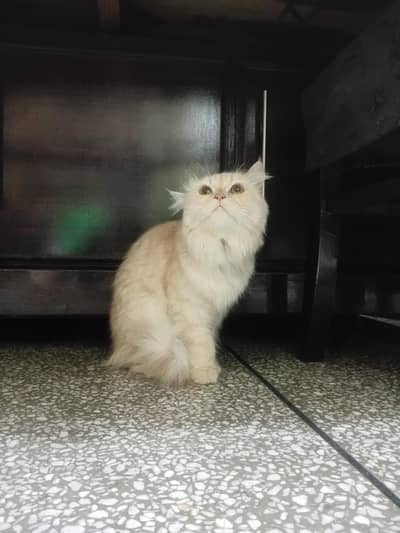 Persian Cat