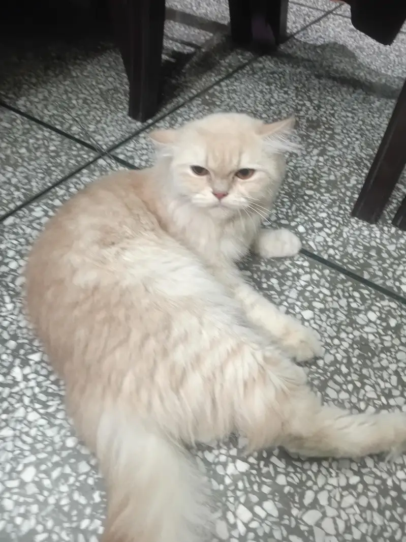 Persian Cat — photo 2
