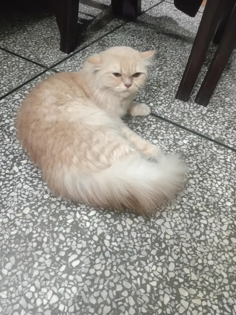 Persian Cat — photo 3