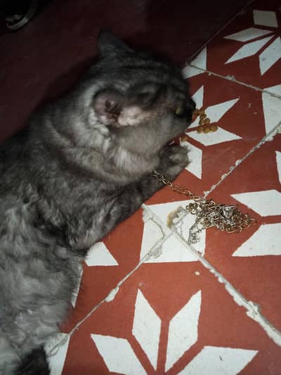 cats pesian