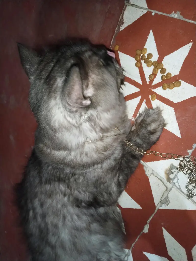cats pesian — photo 2