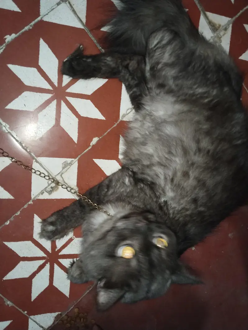 cats pesian — photo 3