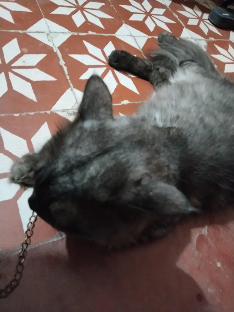 cats pesian — photo 4