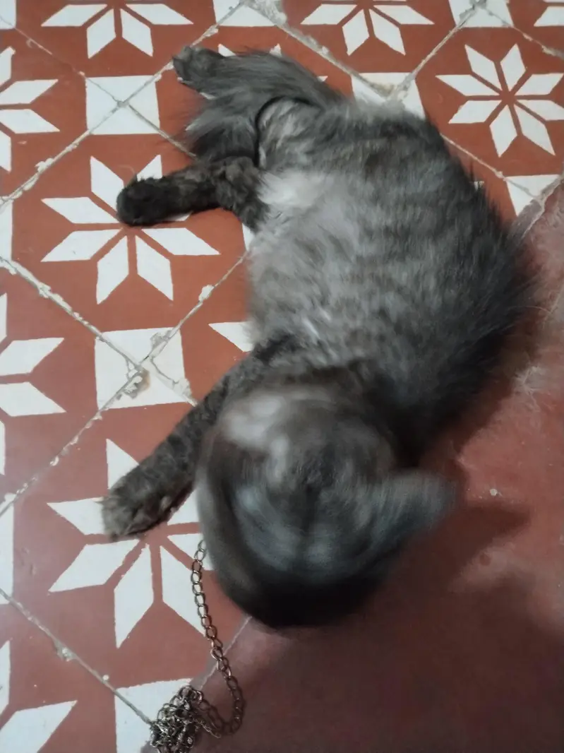 cats pesian — photo 5