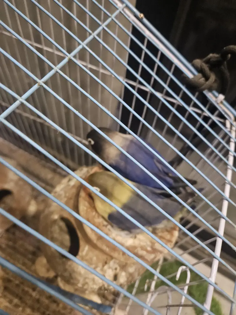 Lovebird — photo 2