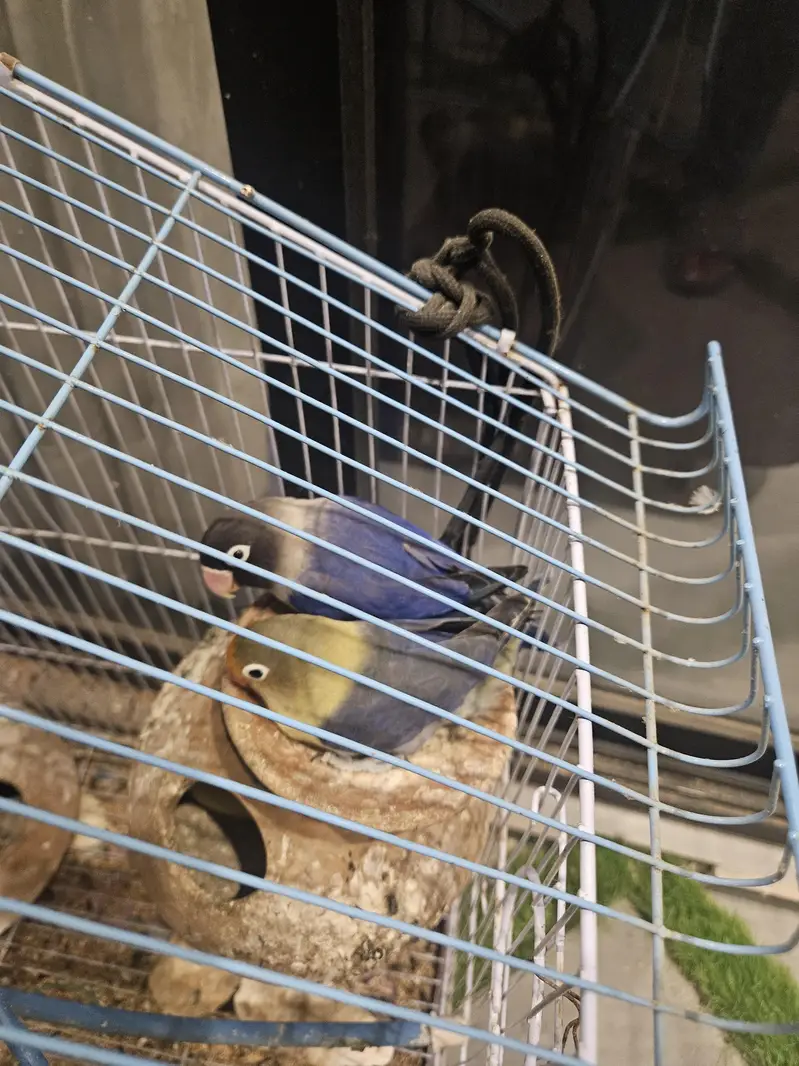 Lovebird — photo 3