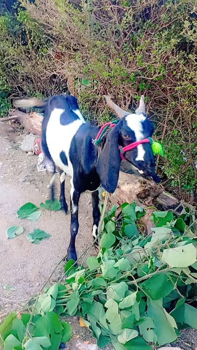 bakri for sel 3 month gaban hai