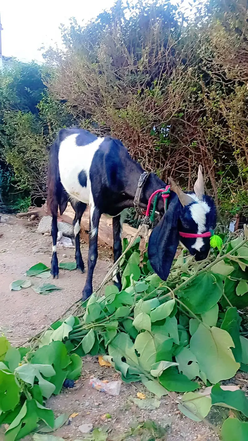 bakri for sel 3 month gaban hai — photo 2
