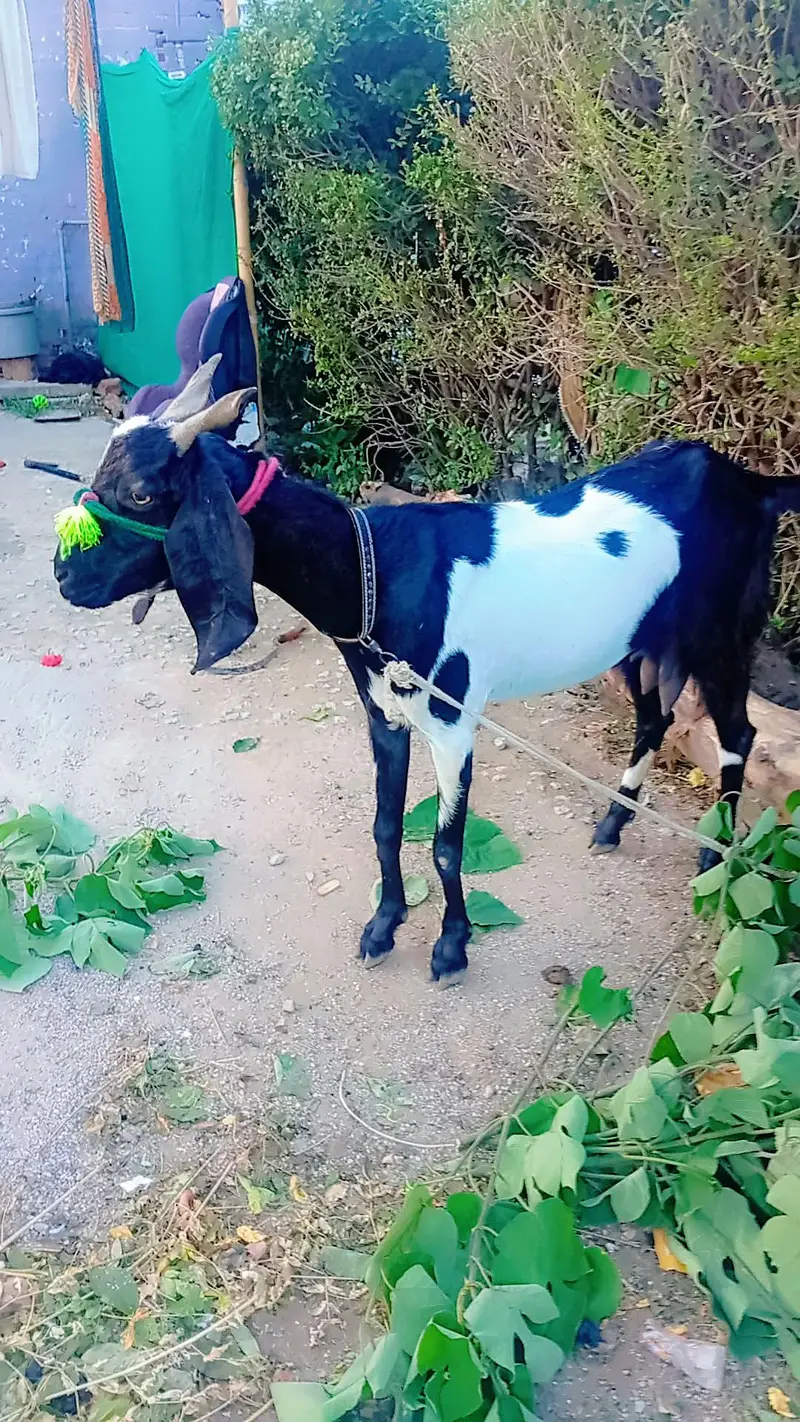 bakri for sel 3 month gaban hai — photo 3