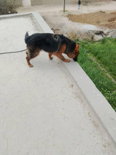 German shepherd female