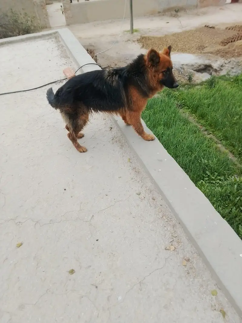 German shepherd female — photo 2
