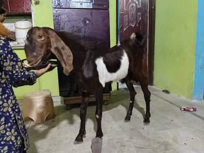 bital Bakra breeder quality