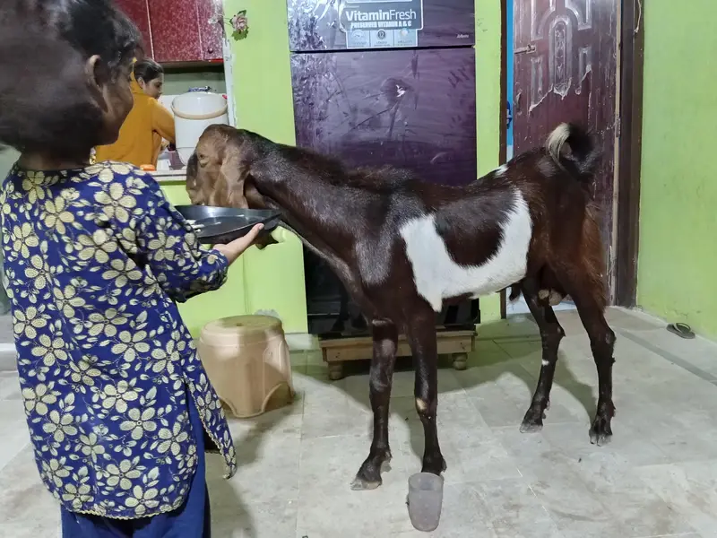 bital Bakra breeder quality — photo 2