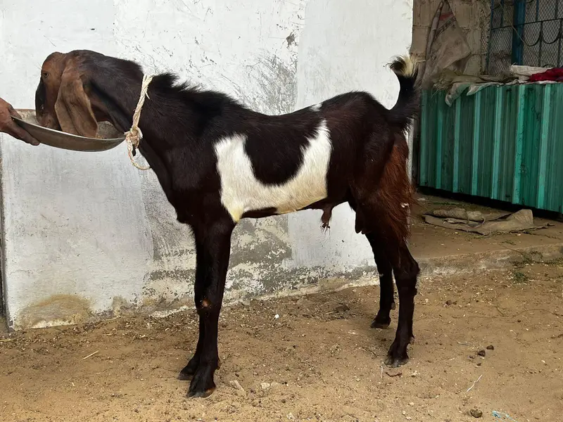 bital Bakra breeder quality — photo 3