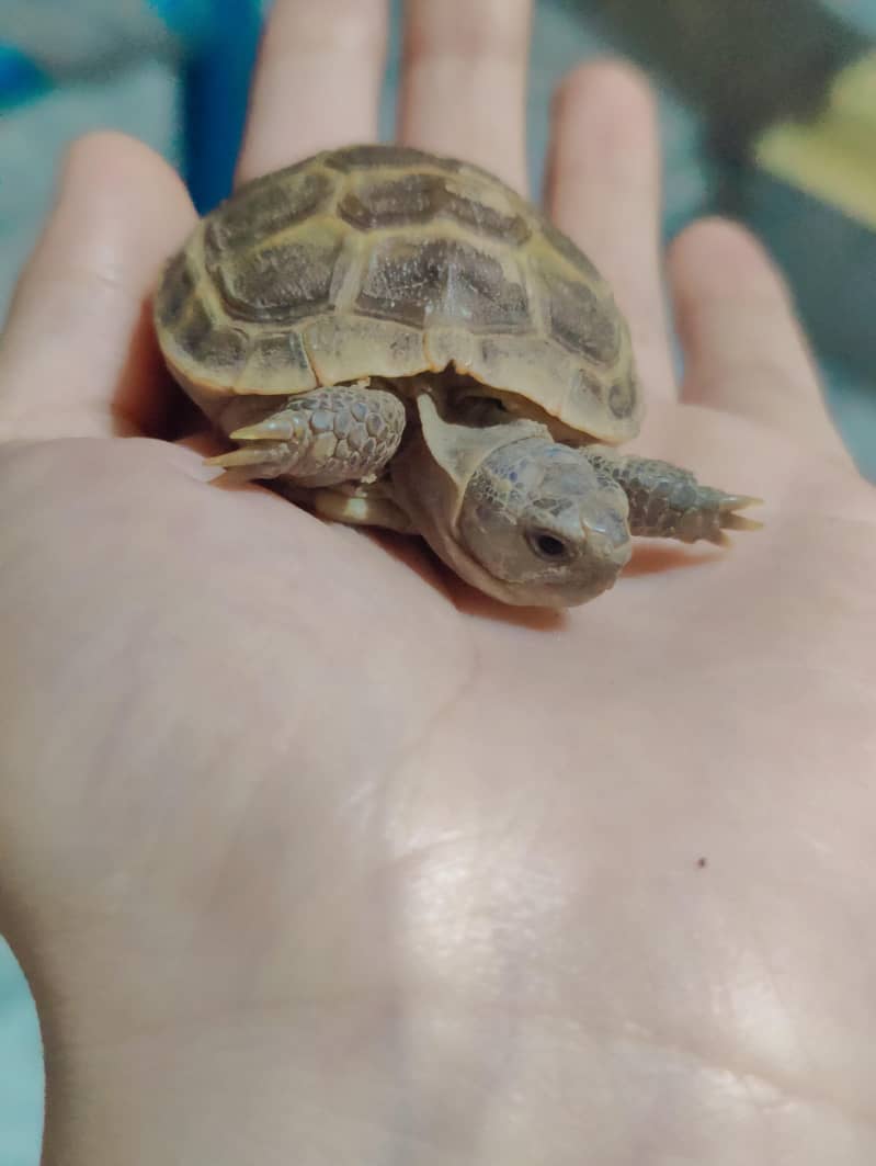 Russian tortoise 0
