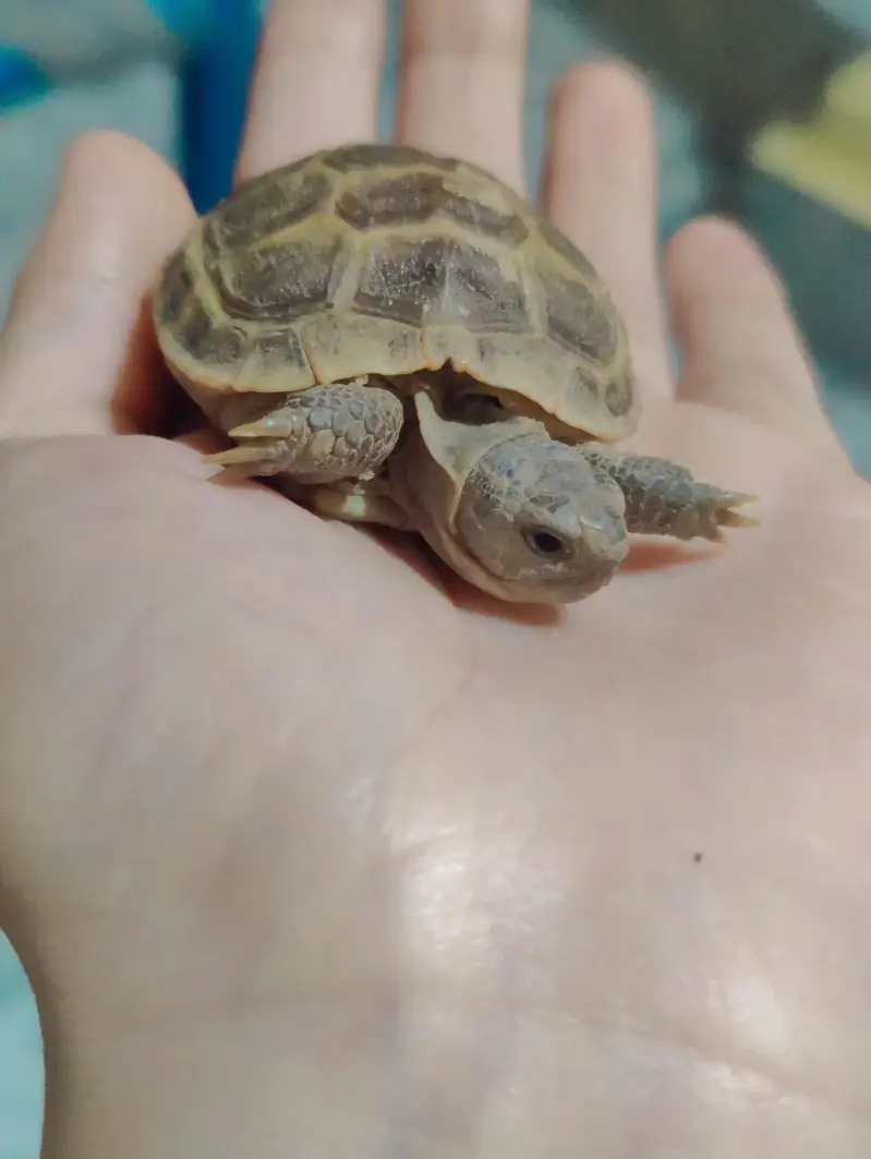 Russian tortoise