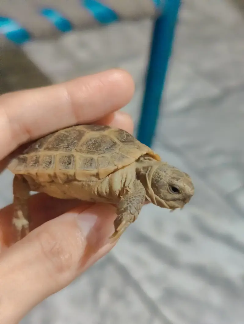 Russian tortoise — photo 2