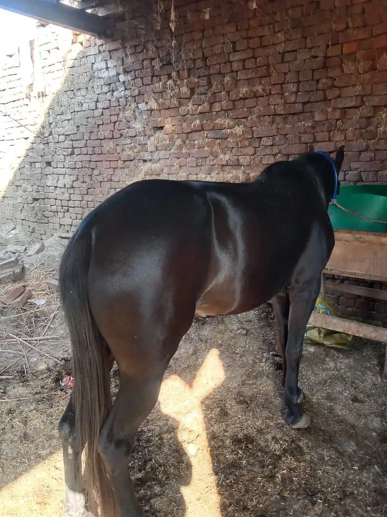 mushkan ghorri — photo 2
