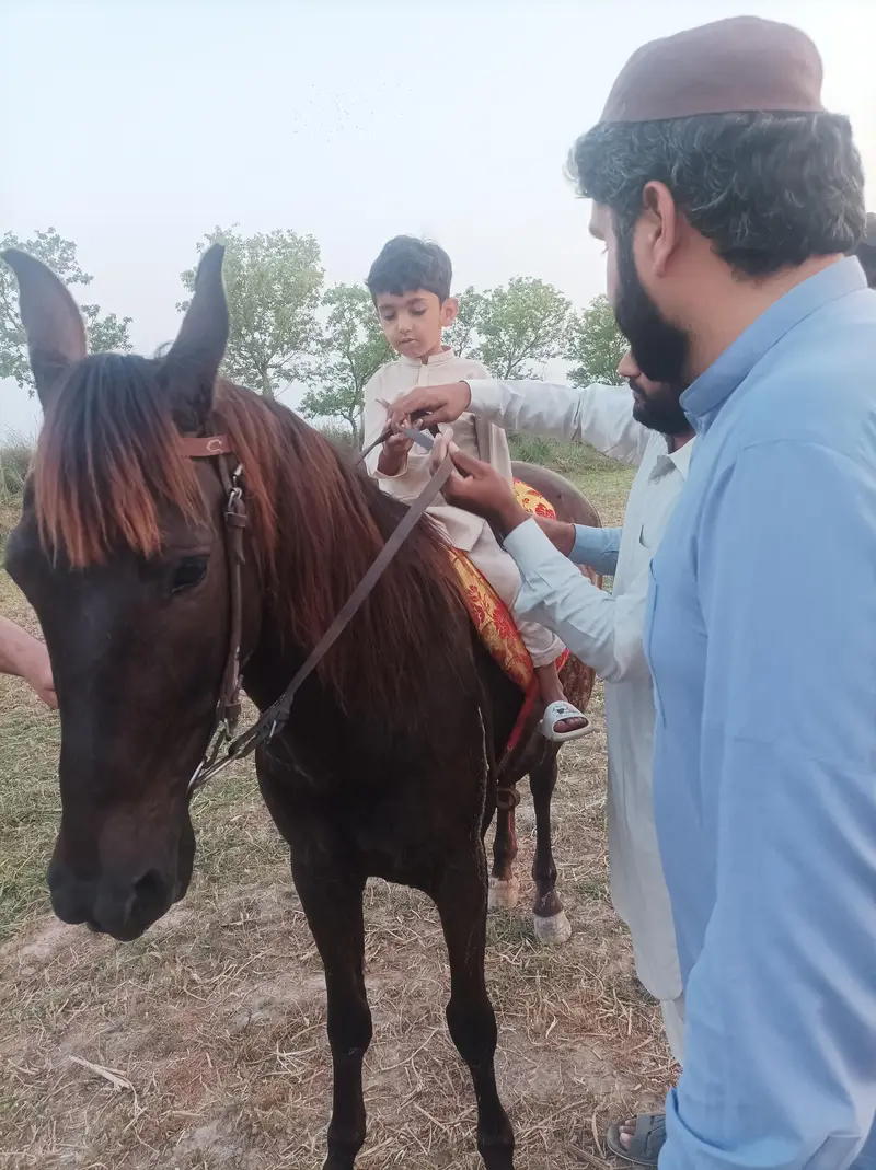 mushkan ghorri — photo 3