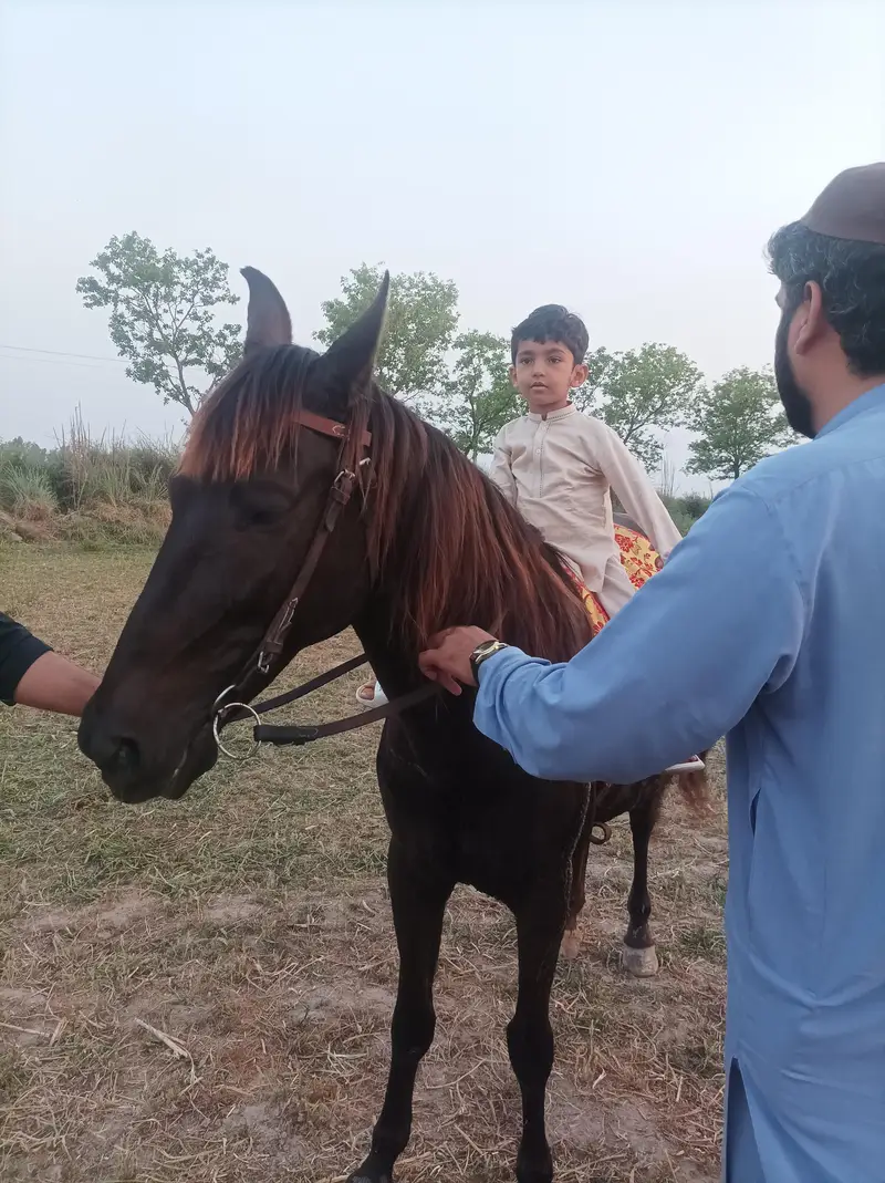 mushkan ghorri — photo 4