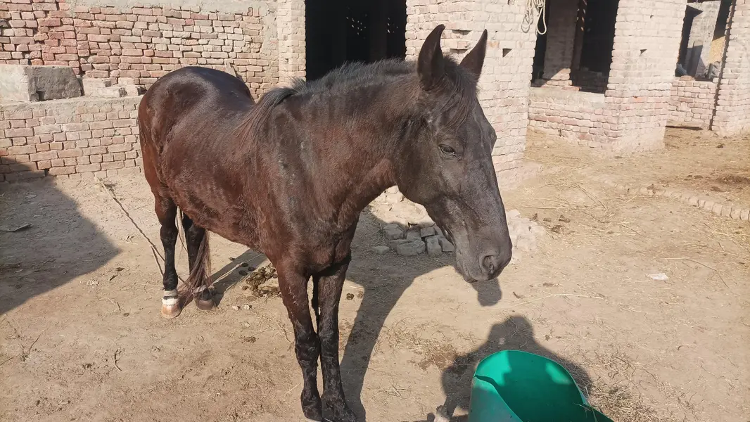 mushkan ghorri — photo 5