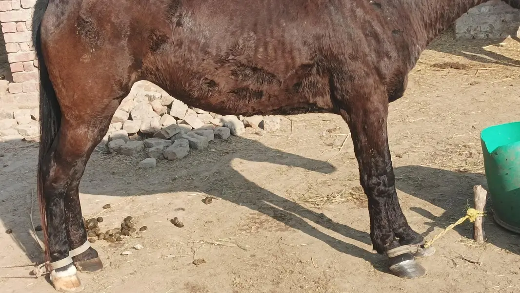 mushkan ghorri — photo 6