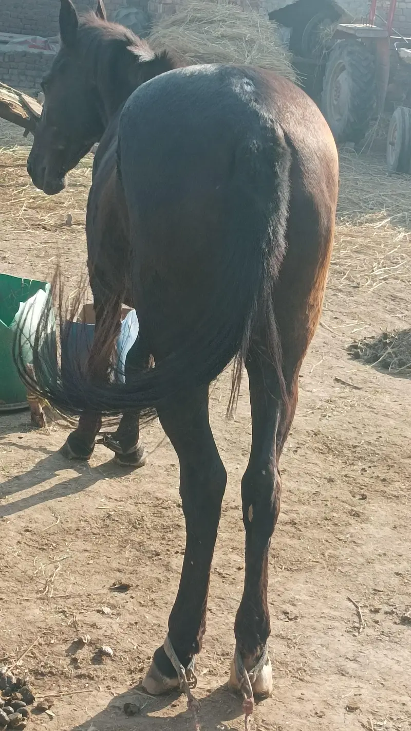 mushkan ghorri — photo 7