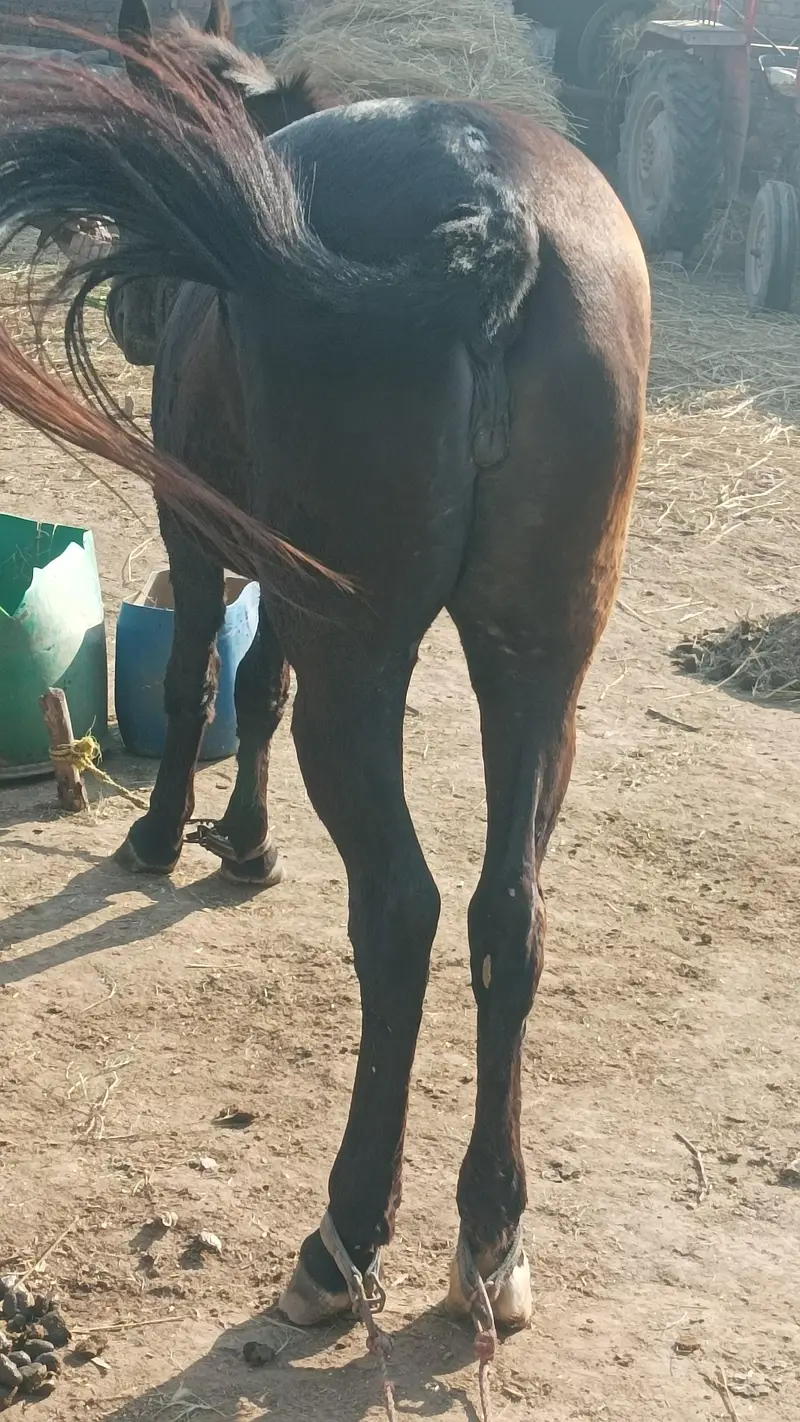 mushkan ghorri — photo 8
