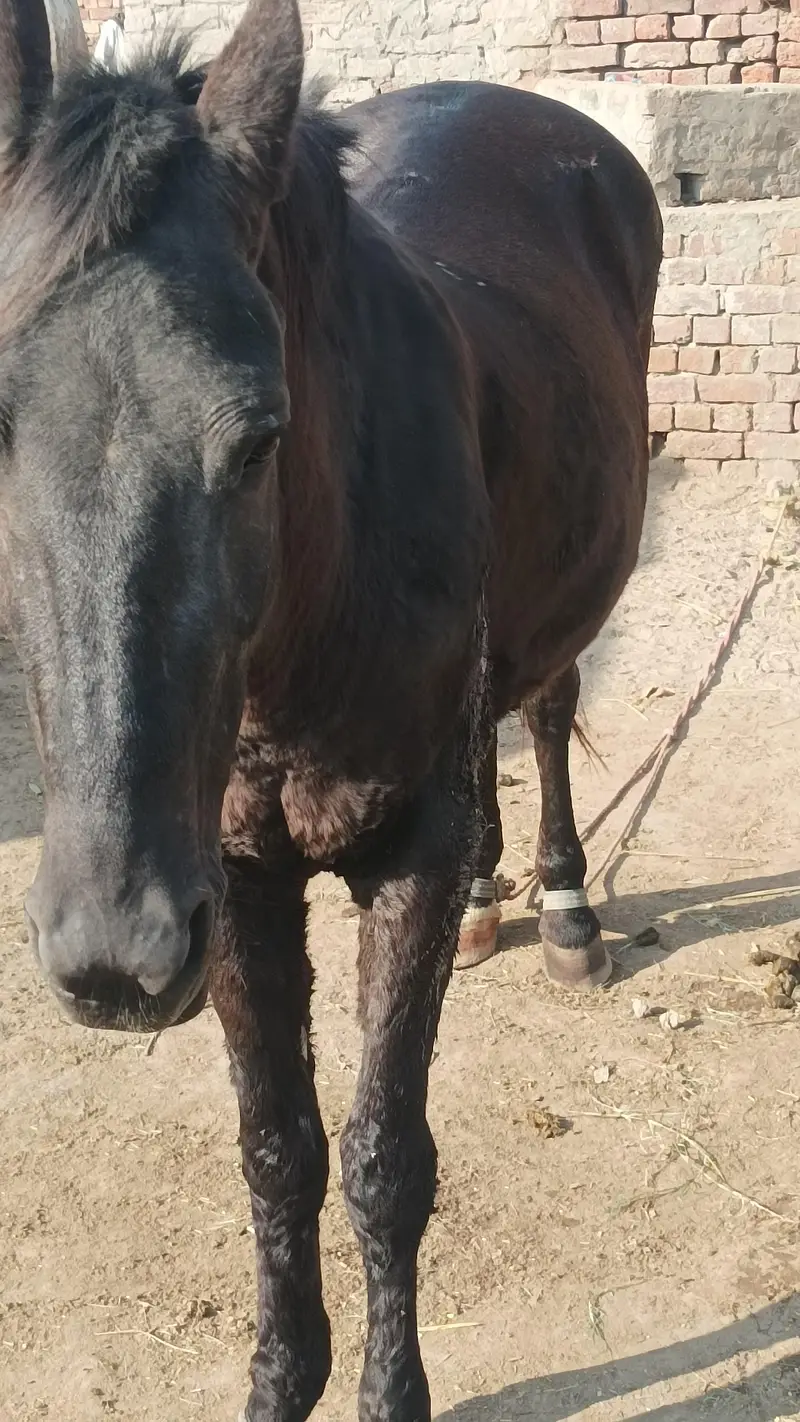 mushkan ghorri — photo 9