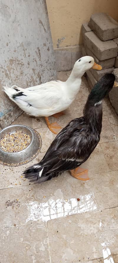 Duck Pair