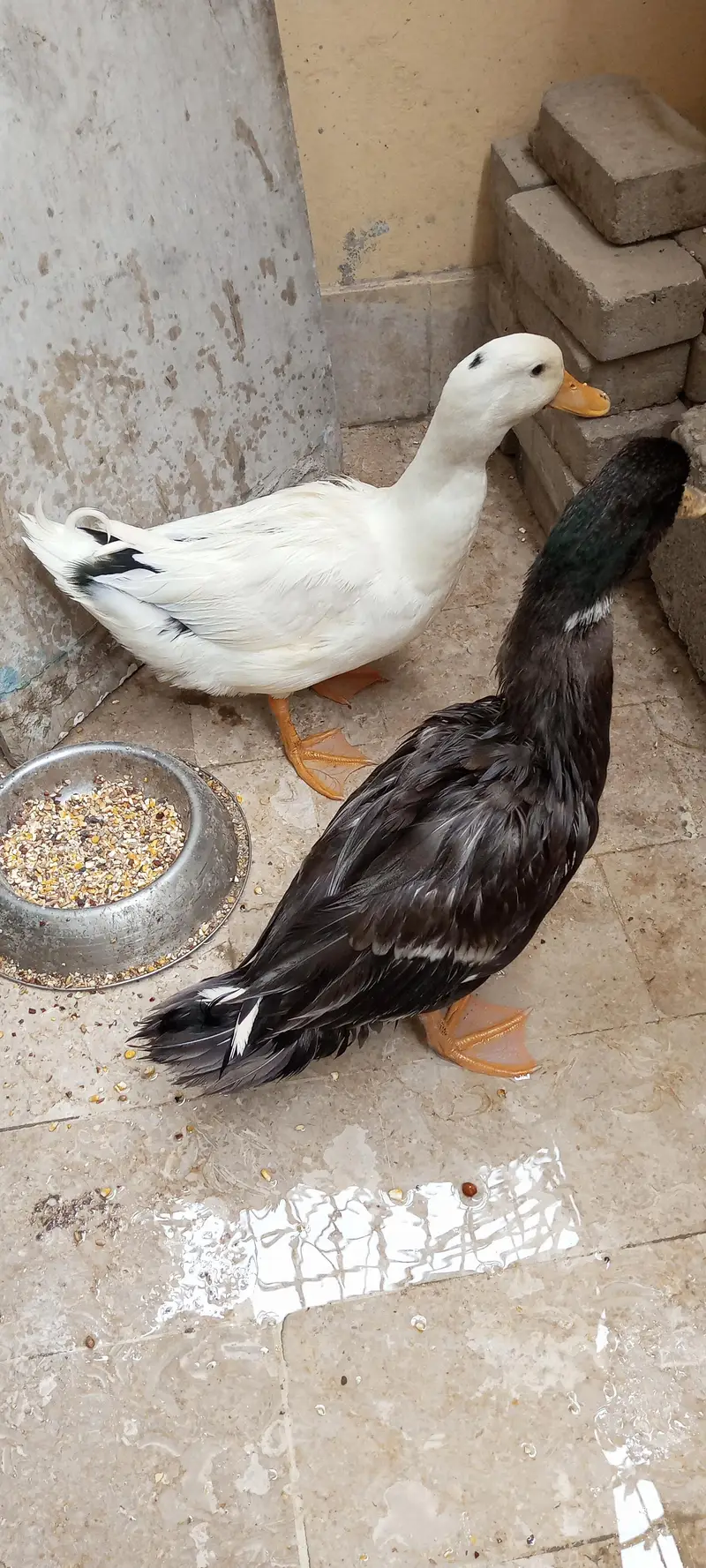 Duck Pair