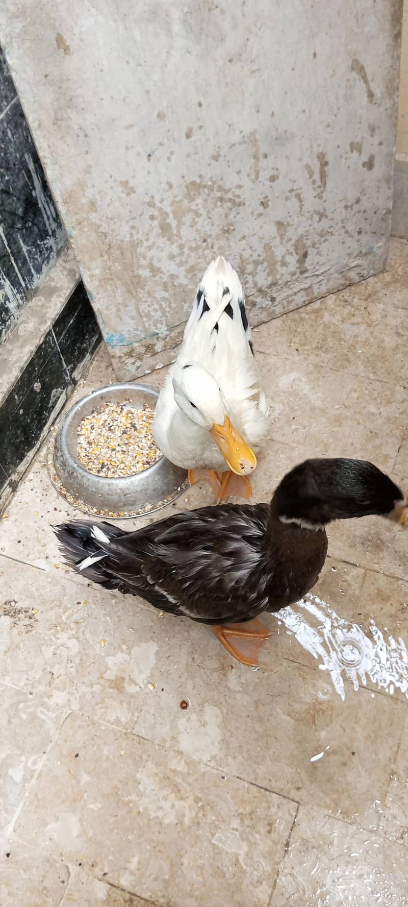 Duck Pair 1
