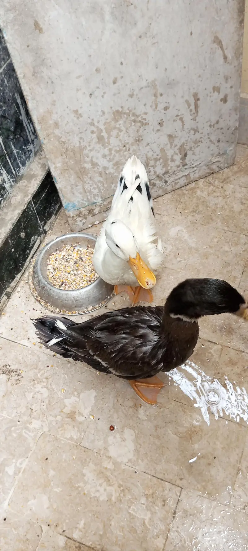 Duck Pair — photo 2
