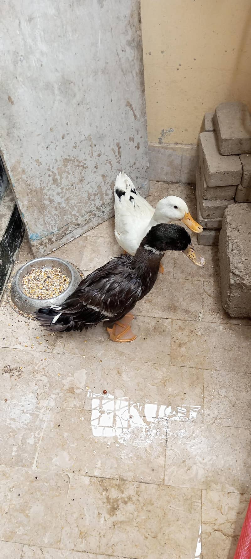 Duck Pair 2