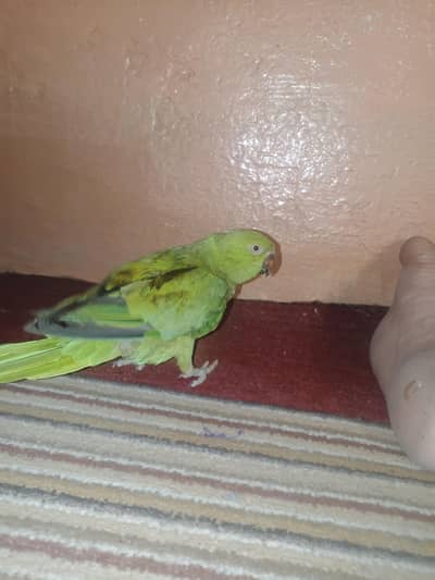 urgent sale location orangi town