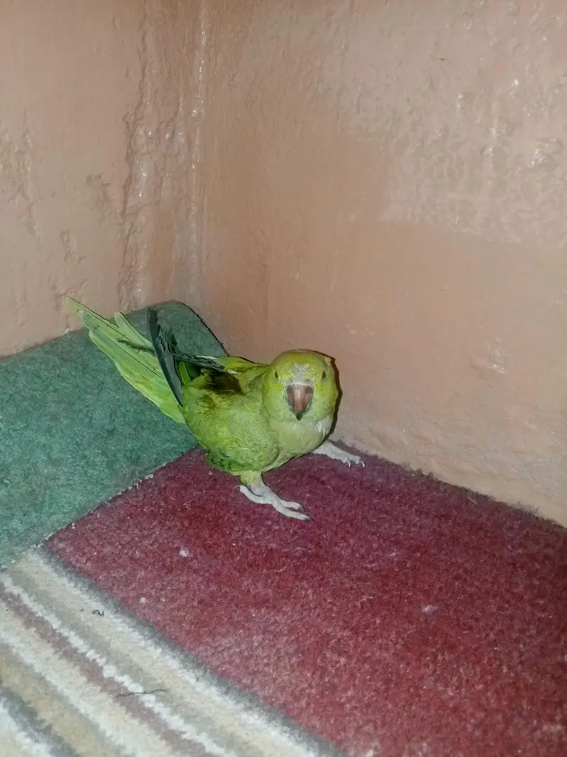 urgent sale location orangi town — photo 2