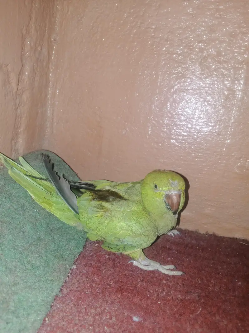 urgent sale location orangi town — photo 3